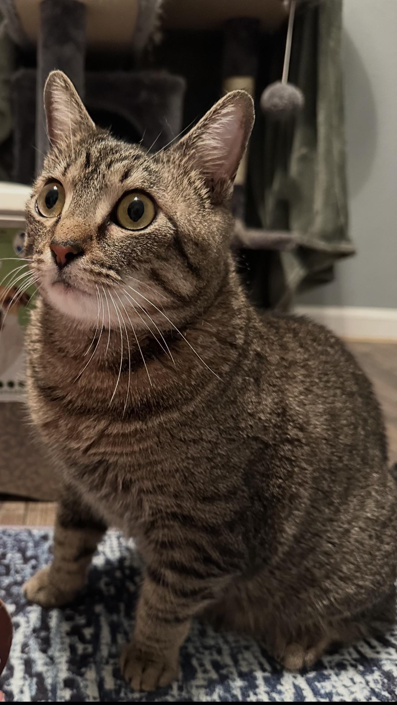 Enlarge Mattie, an adoptable Tabby in Dallas, TX image 5/6