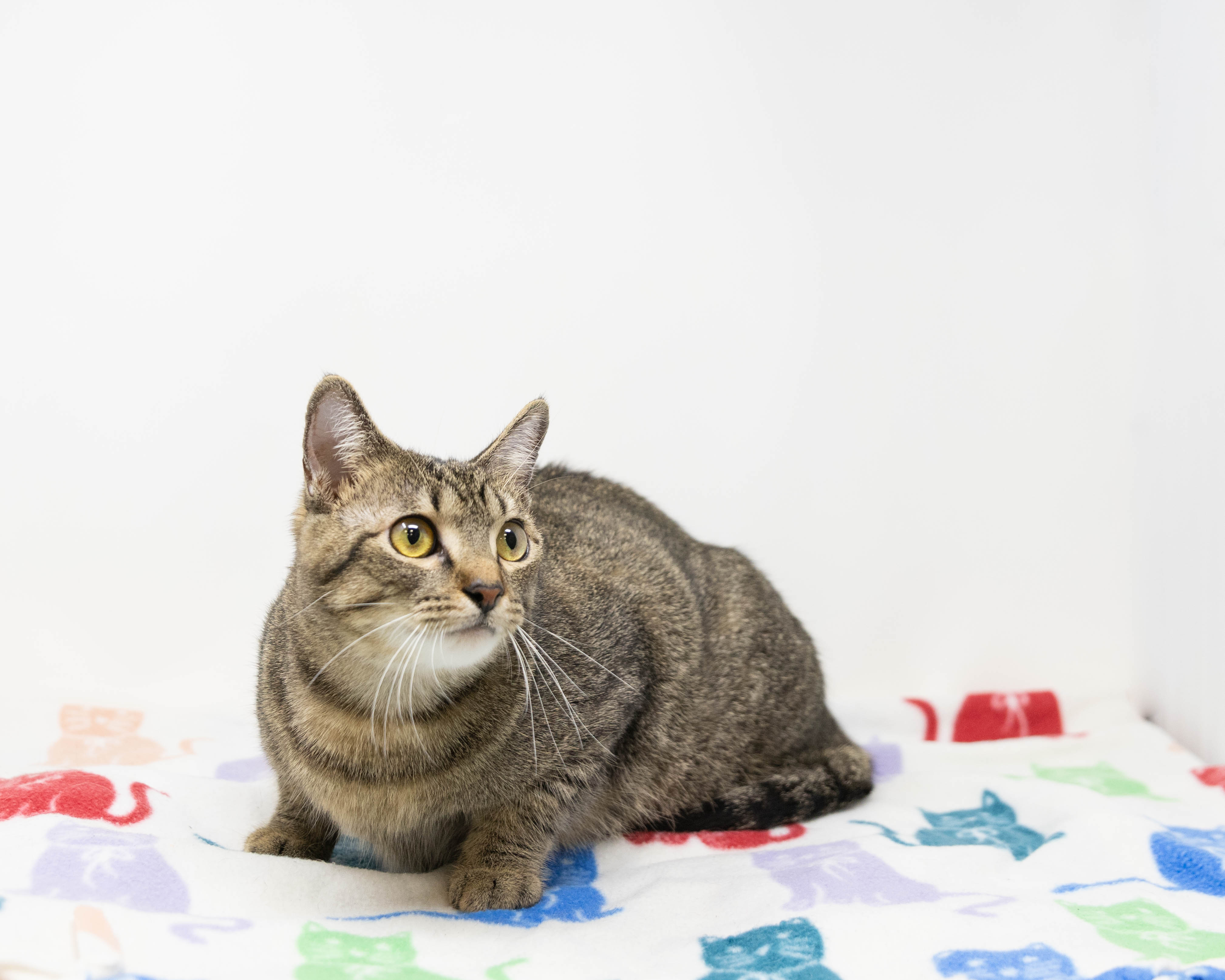 Enlarge Mattie, an adoptable Tabby in Dallas, TX image 2/6