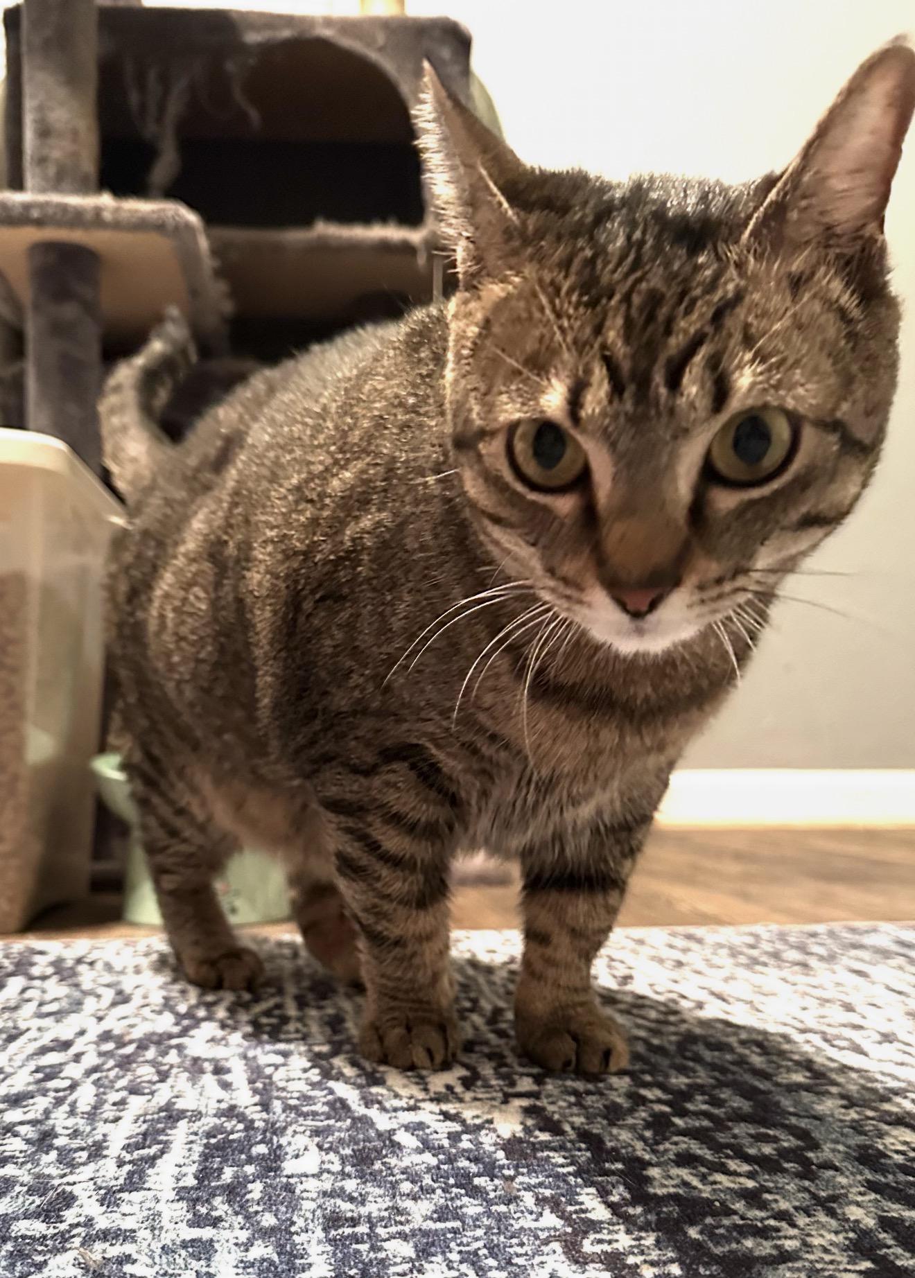 Enlarge Mattie, an adoptable Tabby in Dallas, TX image 3/6