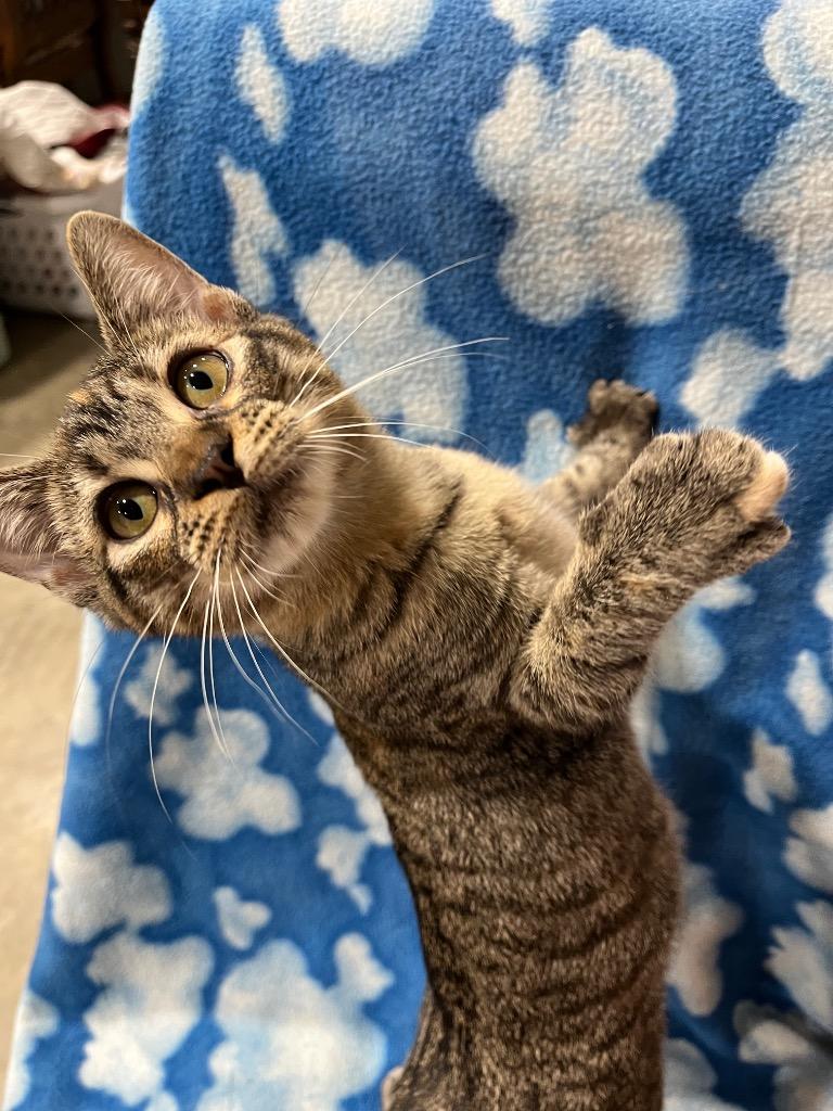 Enlarge Pocahontas, a Adopted mixed breed in Corpus Christi, TX image 1/1