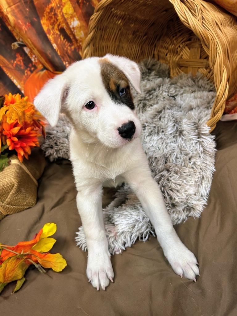 Mudbud, Adoptable, Puppy Female Shepherd.