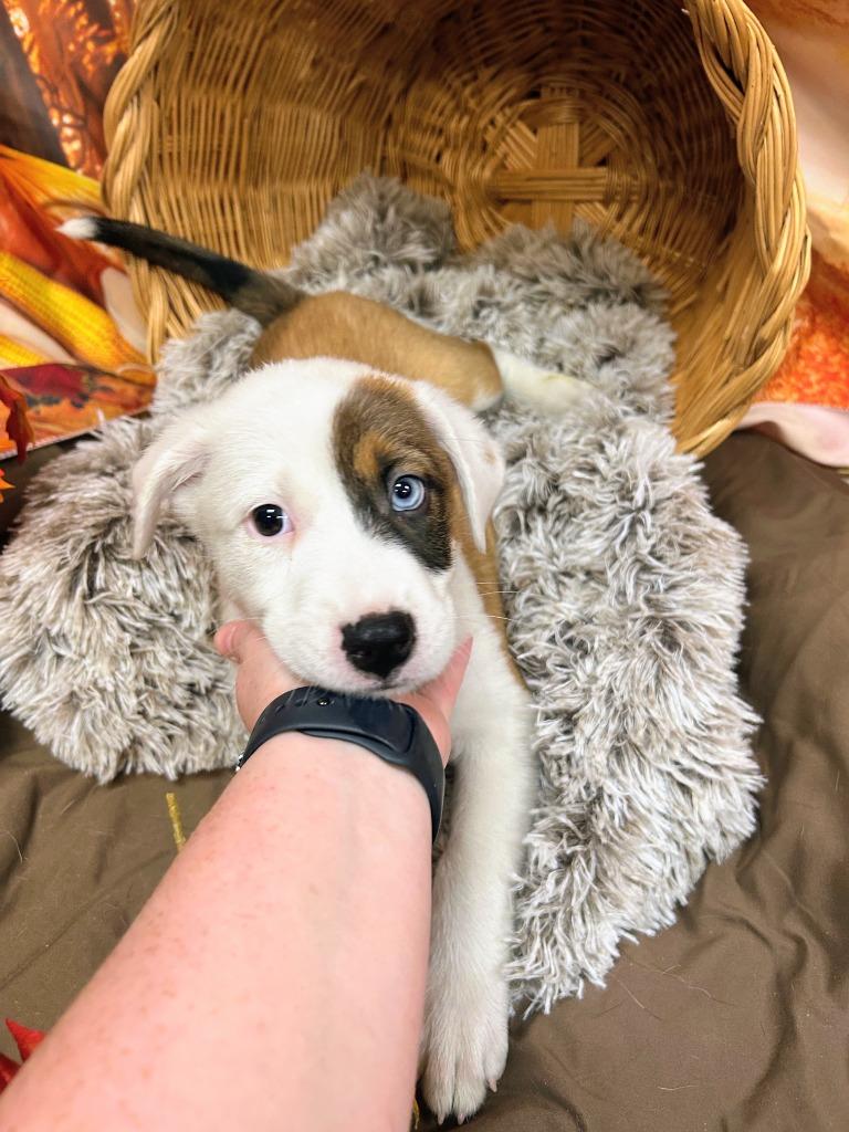 Enlarge Mudbud, a Adoptable mixed breed in Bryant, AR image 2/3
