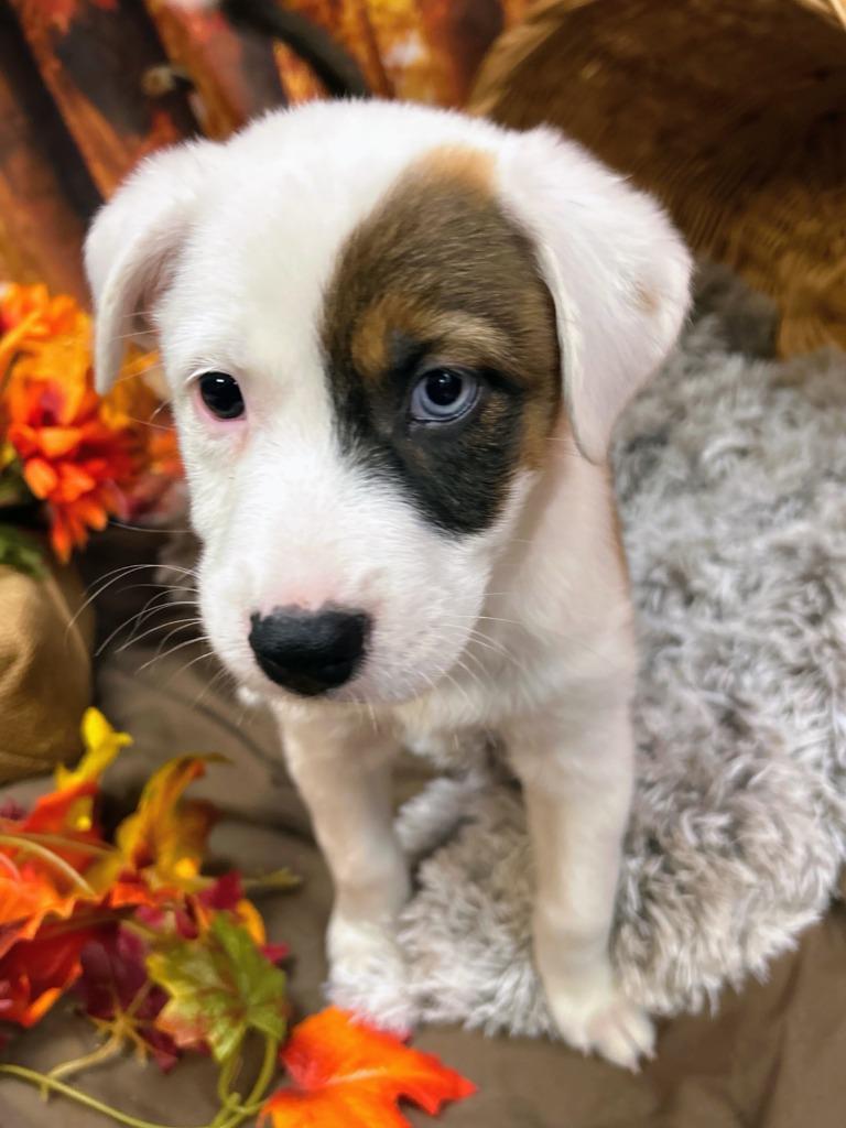 Enlarge Mudbud, a Adoptable mixed breed in Bryant, AR image 3/3