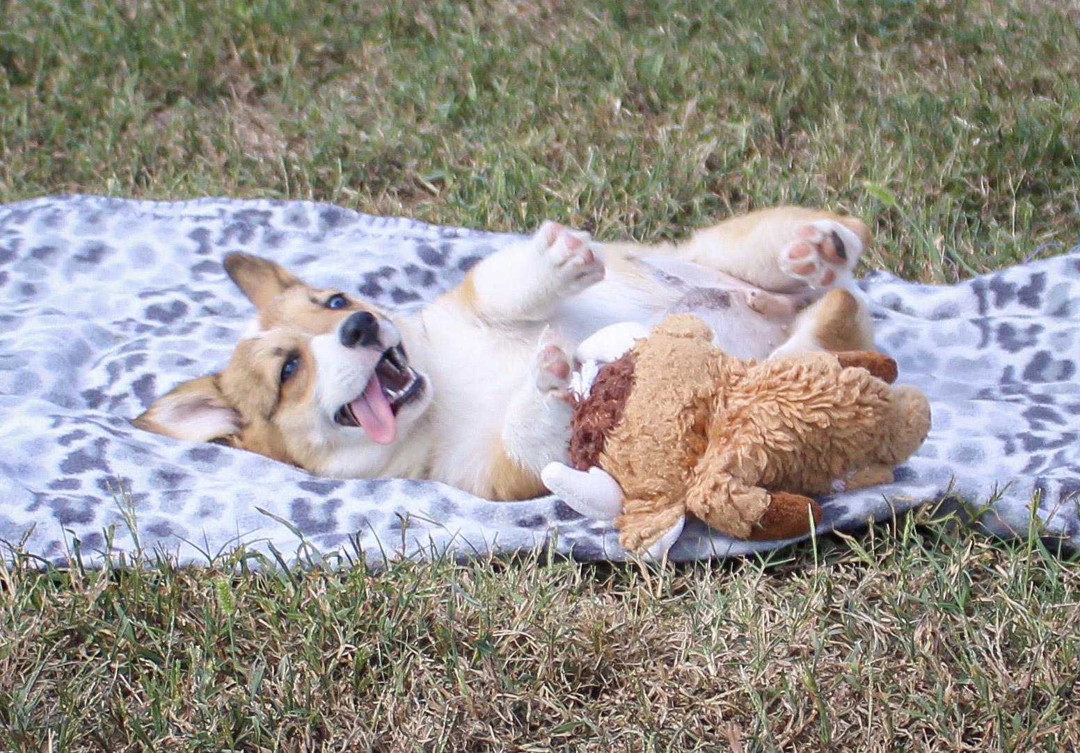 Enlarge Briar, a Adoptable Pembroke Welsh Corgi in Neosho, MO image 2/3