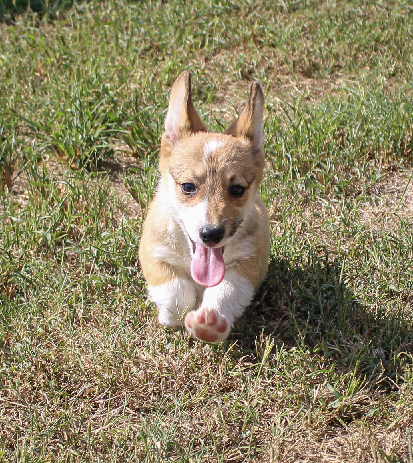 Briar, Adoptable, Young Male Pembroke Welsh Corgi.