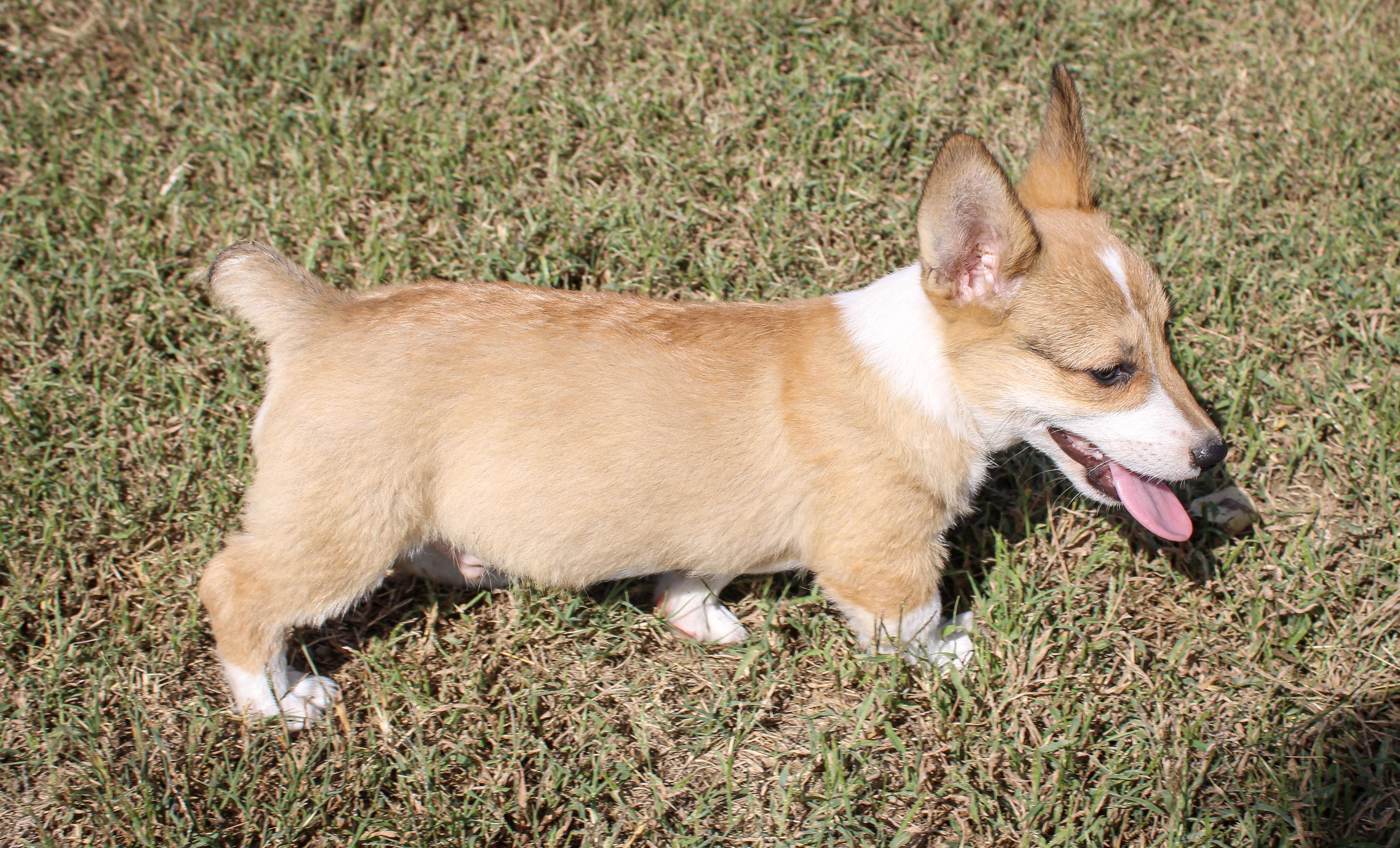 Enlarge Briar, a Adoptable Pembroke Welsh Corgi in Neosho, MO image 3/3