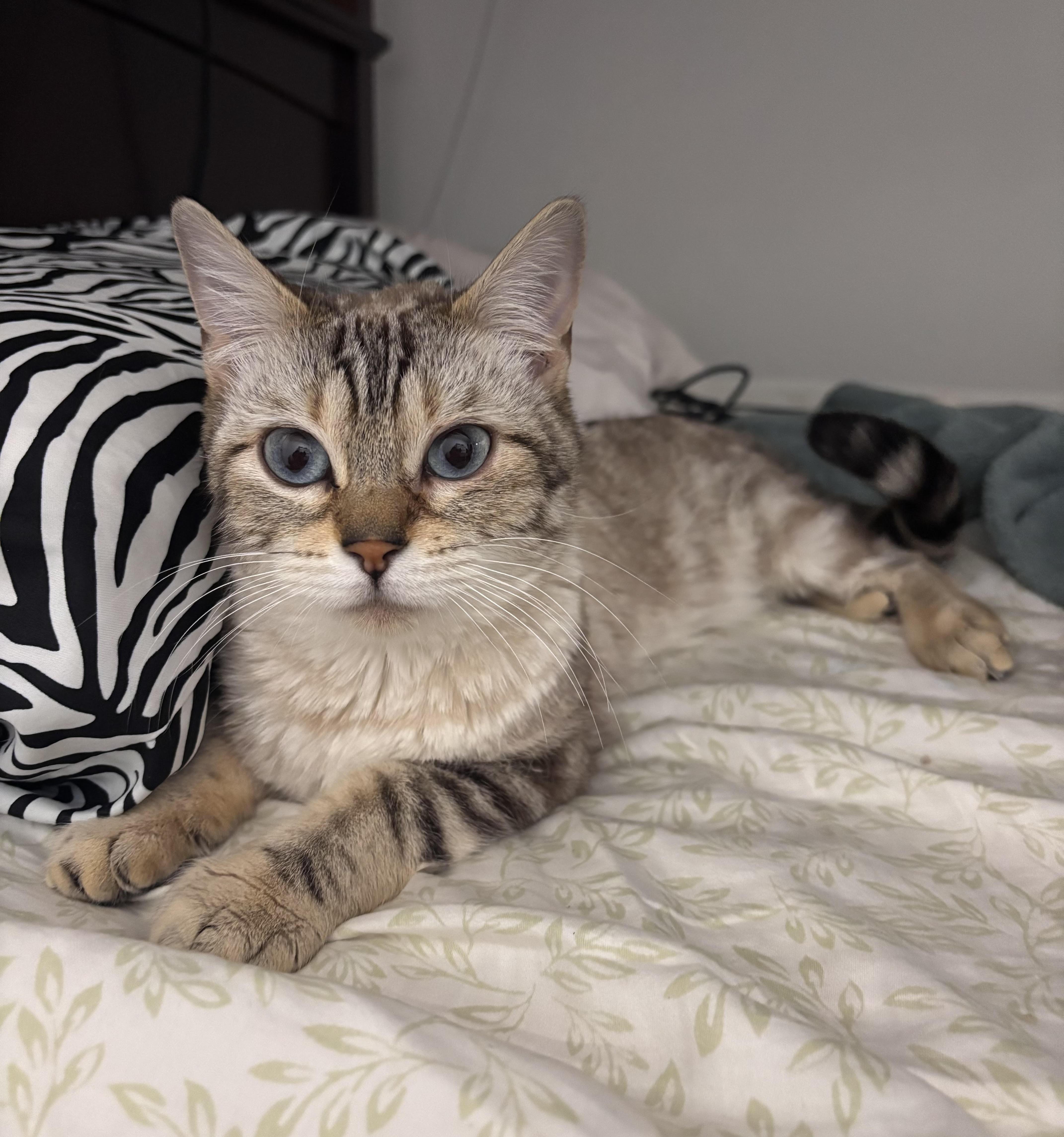 Peaches, a ADOPTABLE mixed breed in Oshawa, ON image 3/3