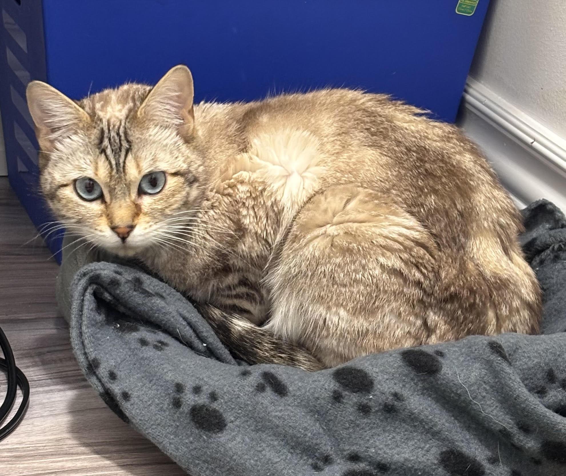 Peaches, a ADOPTABLE mixed breed in Oshawa, ON image 2/3