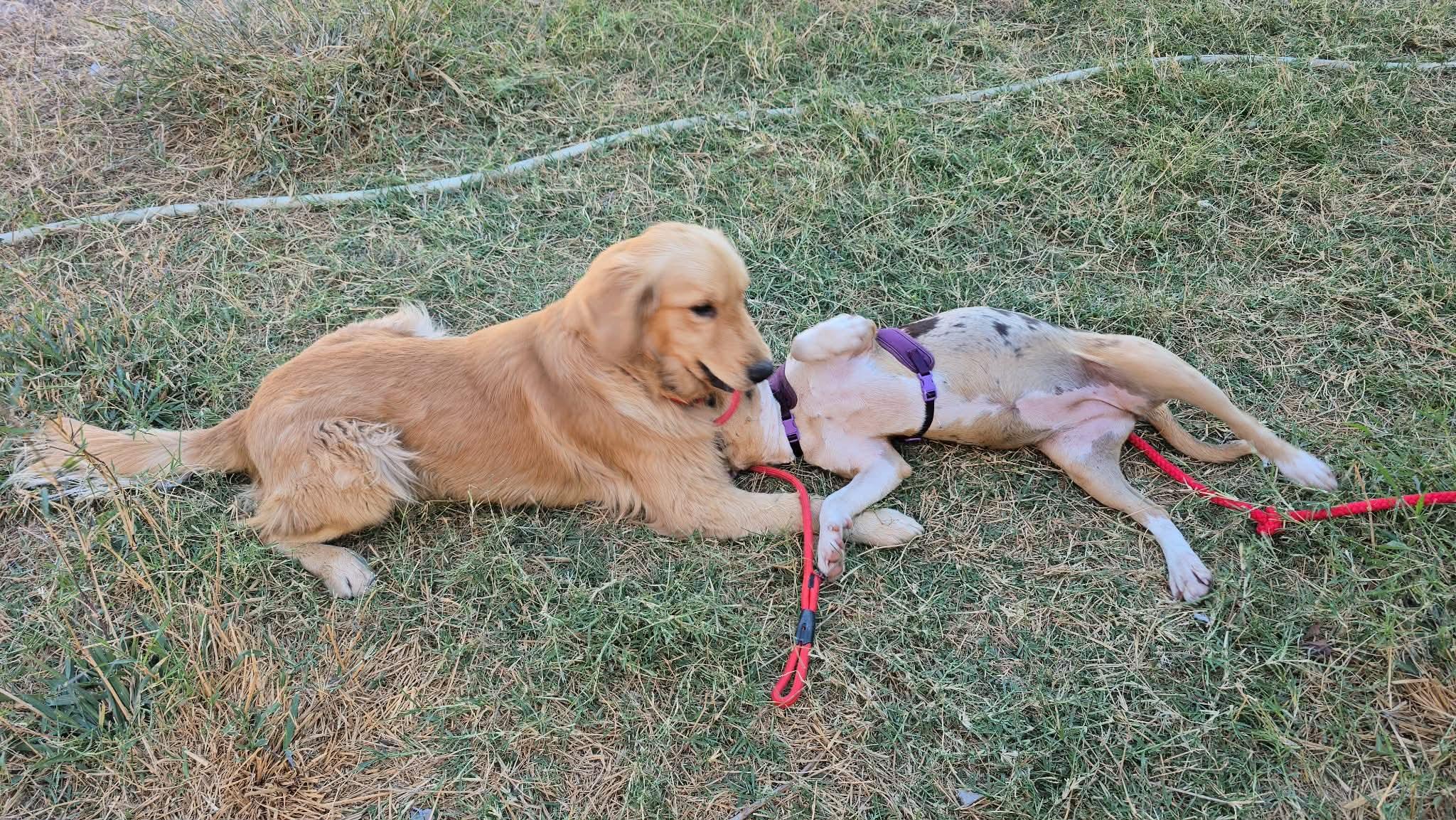 Enlarge Toby, a ADOPTABLE Golden Retriever in Boise, ID image 4/4