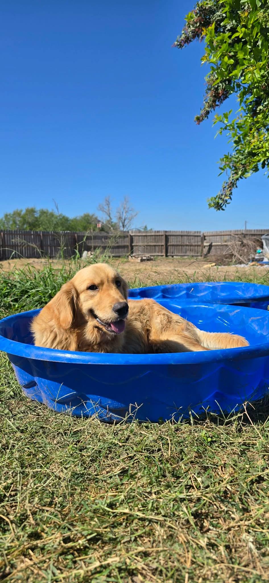 Enlarge Toby, a ADOPTABLE Golden Retriever in Boise, ID image 1/4