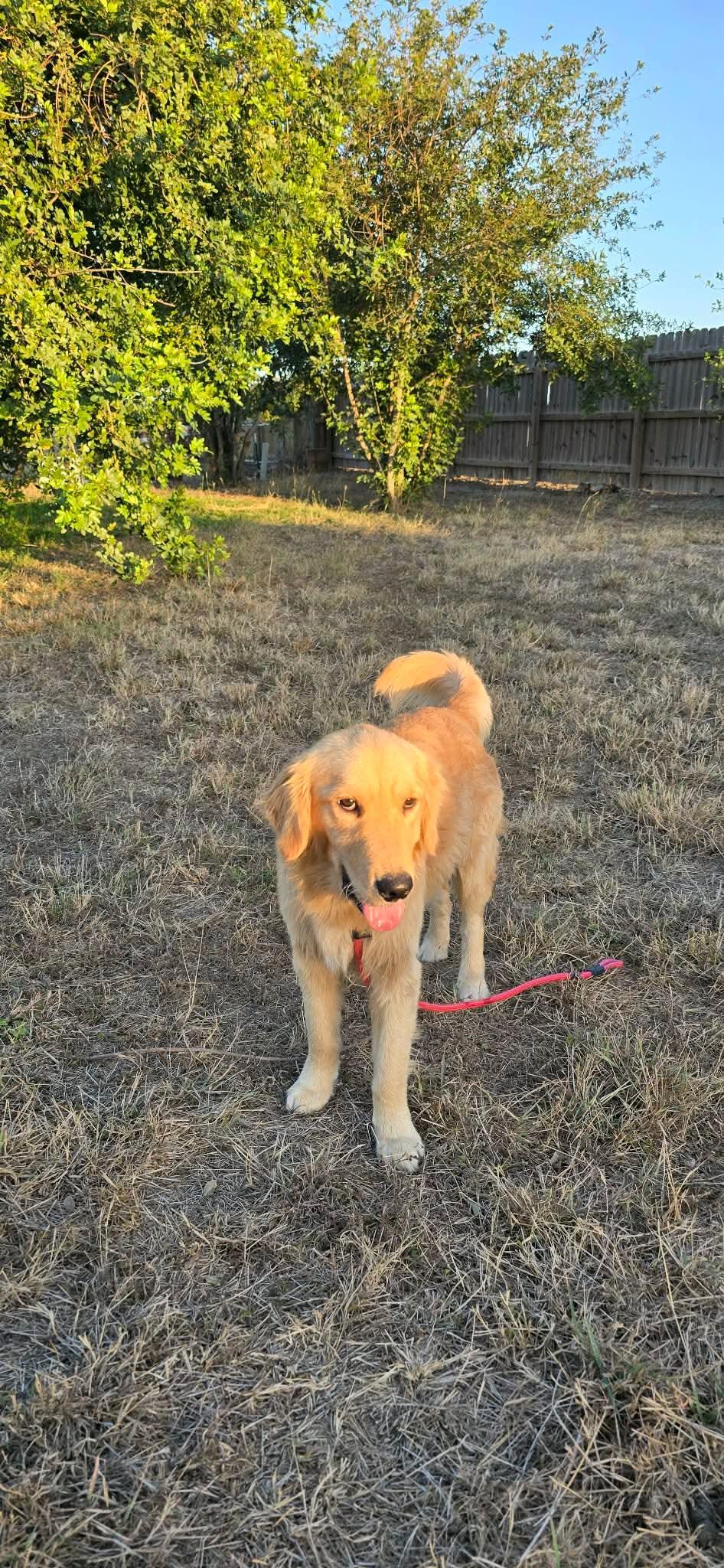 Enlarge Toby, a ADOPTABLE Golden Retriever in Boise, ID image 2/4
