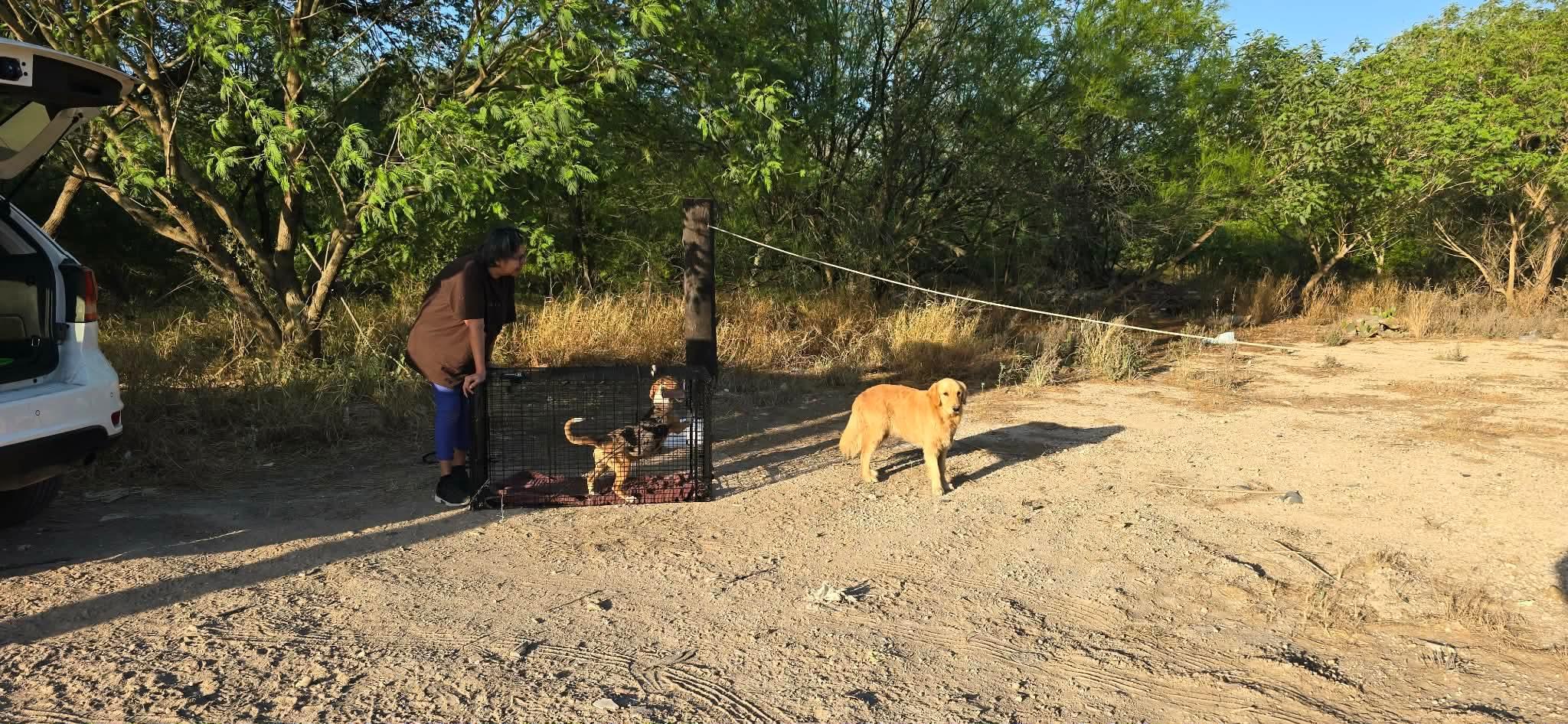 Enlarge Toby, a ADOPTABLE Golden Retriever in Boise, ID image 3/4