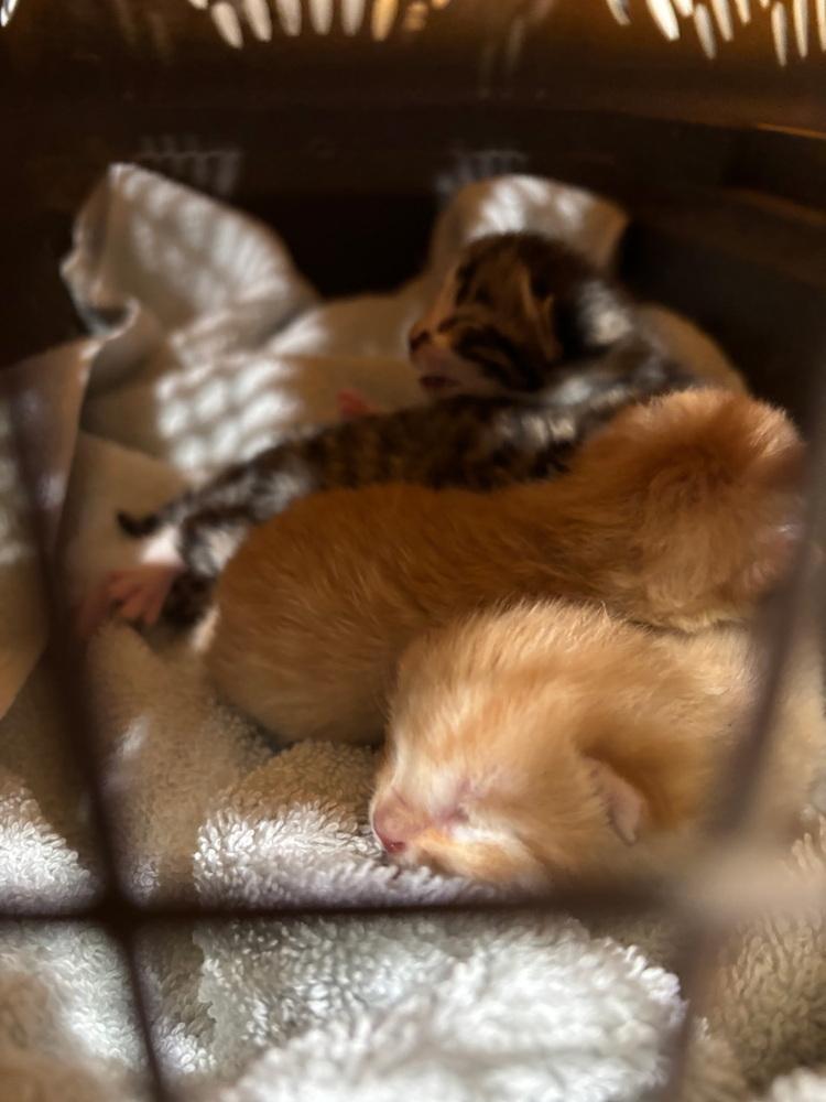 **Cat Cafe** Stone, Adoptable, Kitten Female Domestic Short Hair.