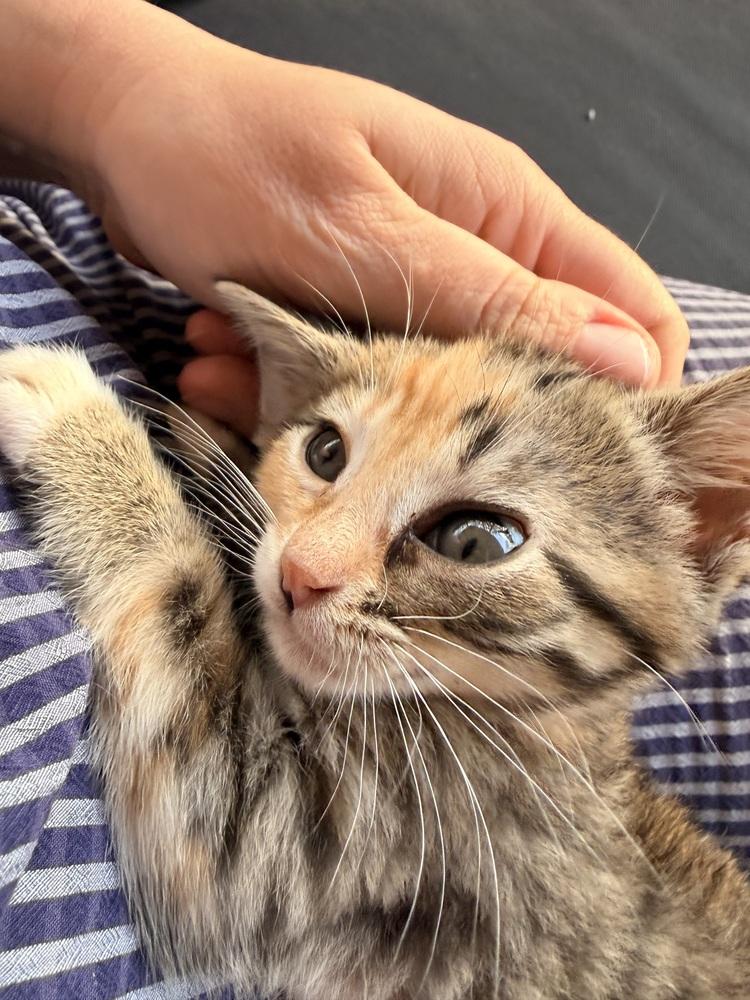 **Cat Cafe** Stone, a Adoptable Domestic Short Hair in Topeka, KS image 4/6