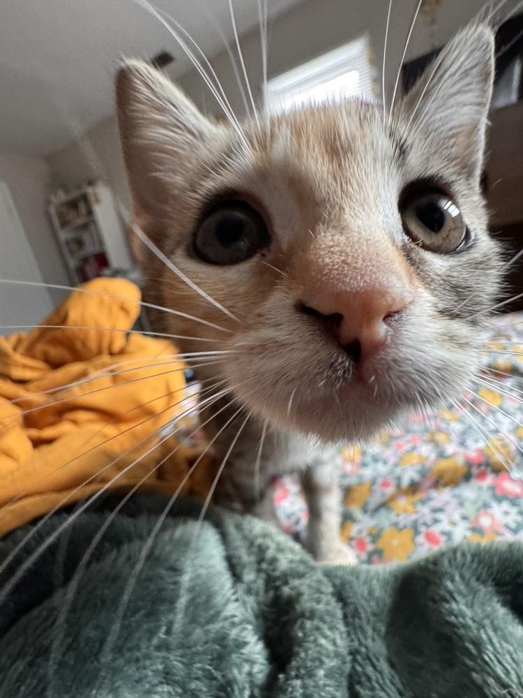 **Cat Cafe** Stone, a Adoptable Domestic Short Hair in Topeka, KS image 5/6