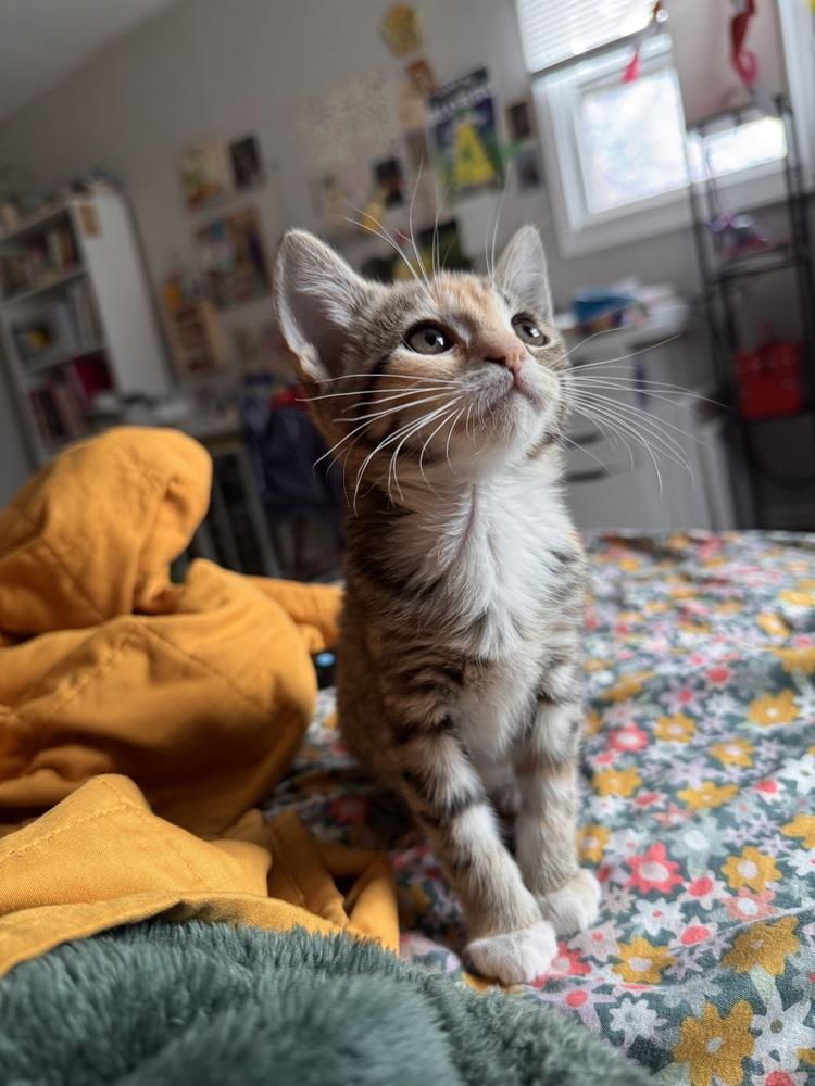 **Cat Cafe** Stone, a Adoptable Domestic Short Hair in Topeka, KS image 6/6