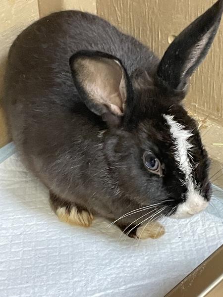 Carrot Cake, Adoptable, Young Female Bunny Rabbit.