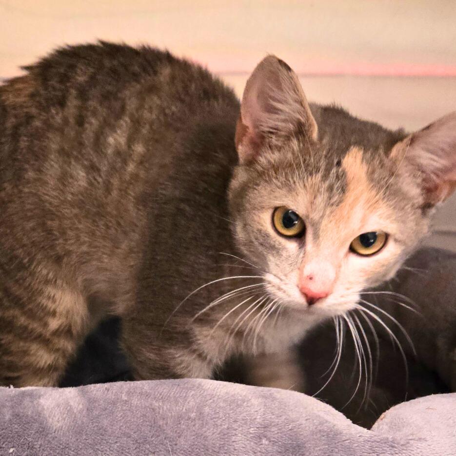 Yelena, an adoptable Domestic Short Hair in Nampa, ID, 83651 | Photo Image 1