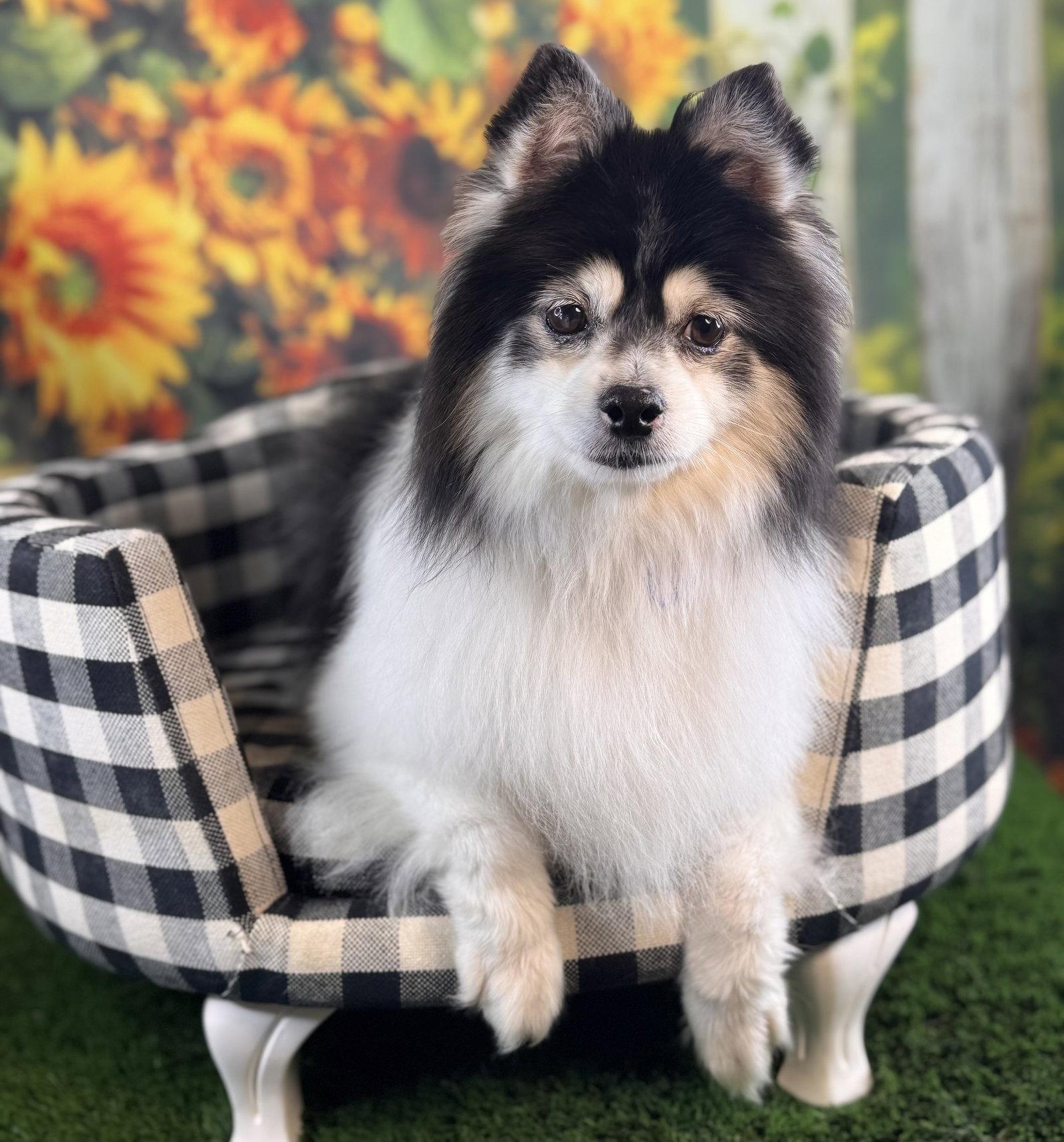 Mochi, Adopted, Adult Female Pomeranian & Siberian Husky.