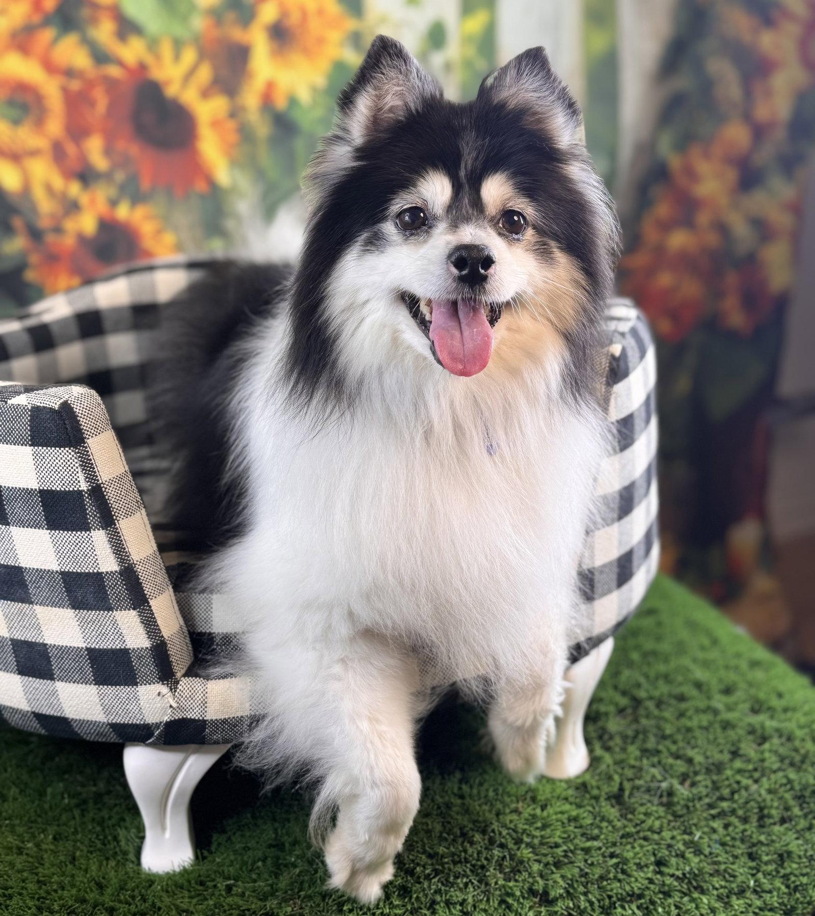 Enlarge Mochi, a Adopted mixed breed in Garland, TX image 2/2