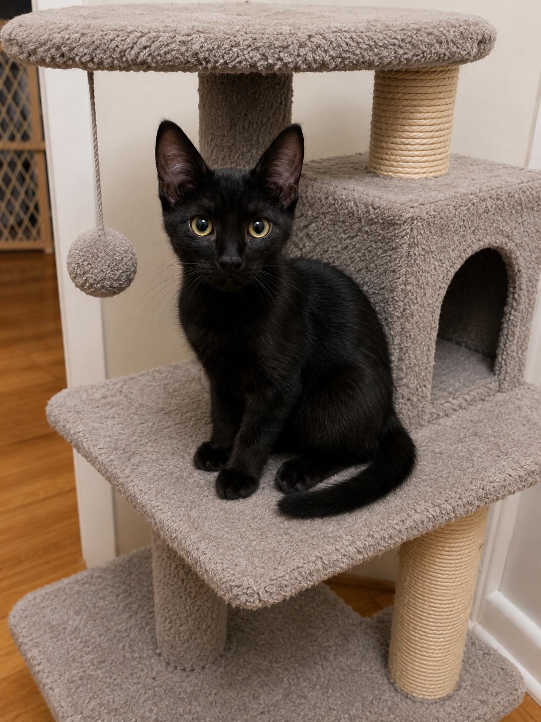 Molly, ADOPTABLE, Young Female Domestic Short Hair.