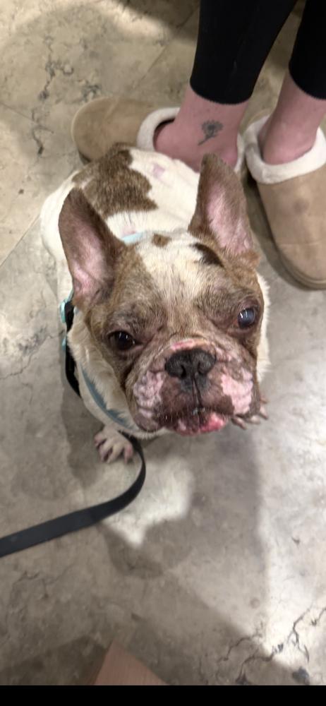 Sonic Popeye - FL, Adoptable, Senior Male French Bulldog.