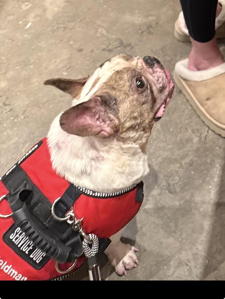 Sonic Popeye - FL, a Adoptable French Bulldog in Maryville, TN image 2/4