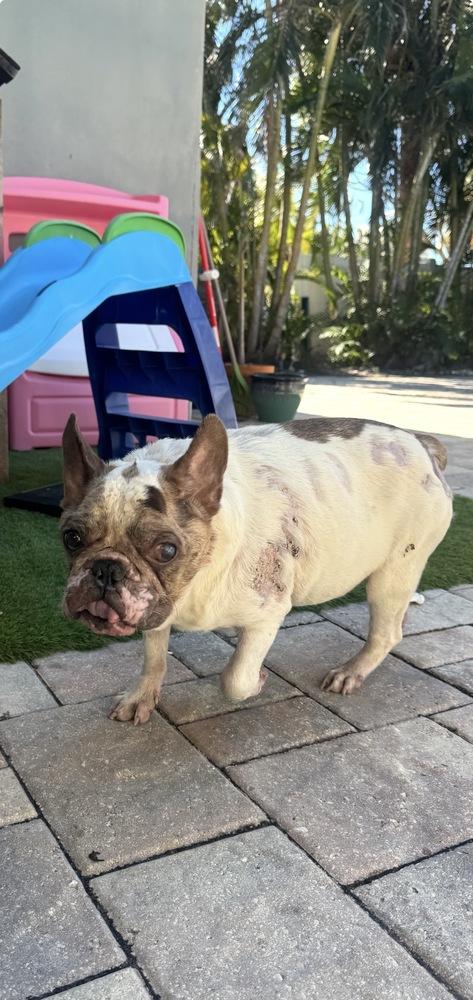 Sonic Popeye - FL, a Adoptable French Bulldog in Maryville, TN image 3/4