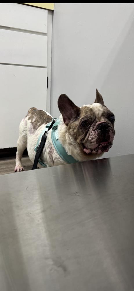 Sonic Popeye - FL, a Adoptable French Bulldog in Maryville, TN image 4/4