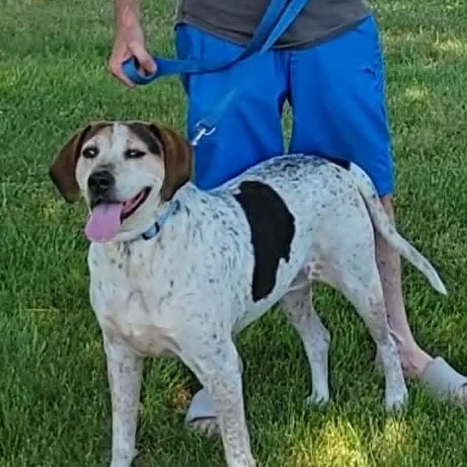 Liza Jane, Adoptable, Adult Female Bluetick Coonhound.