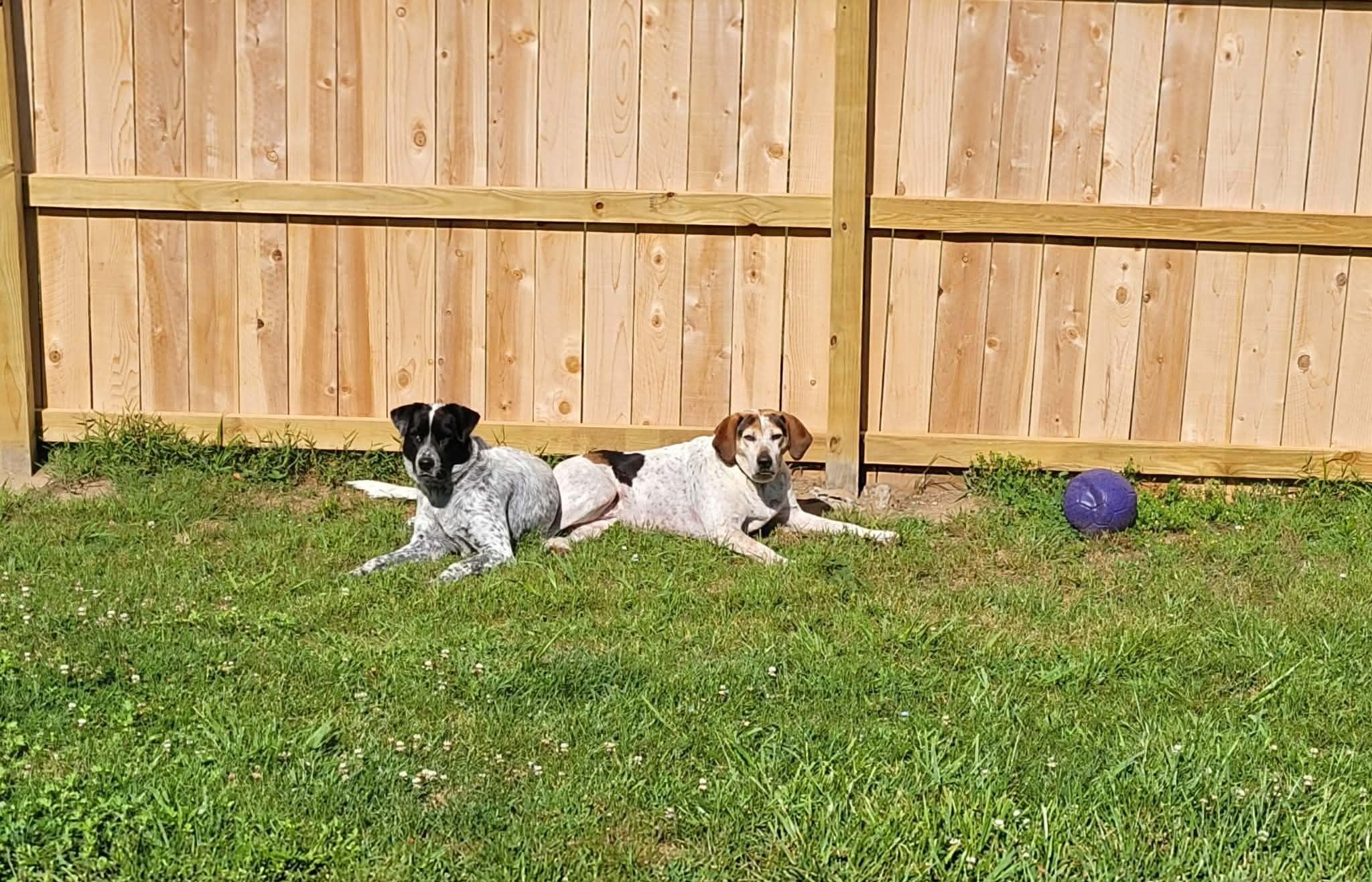 Enlarge Liza Jane, a Adopted Bluetick Coonhound in Michigan City, IN image 6/6