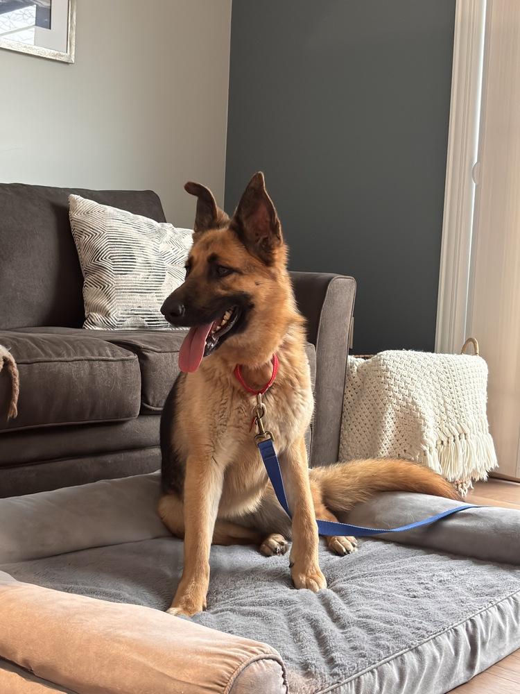 Enlarge June C, a Adoptable German Shepherd Dog in Suamico, WI image 1/4