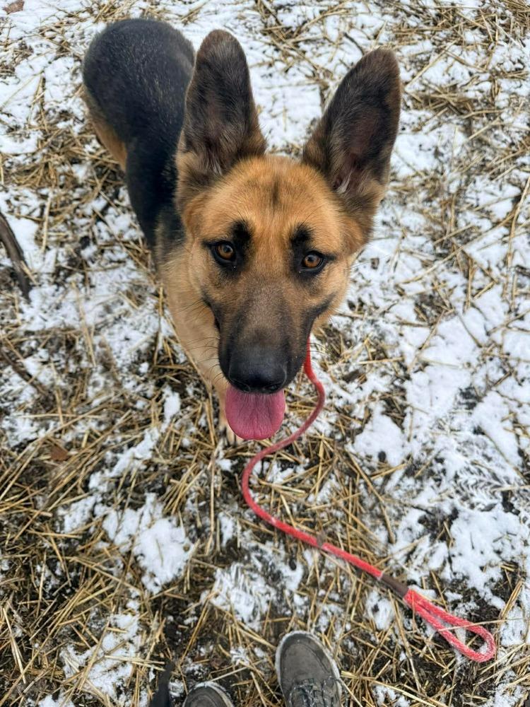 Enlarge June C, a Adoptable German Shepherd Dog in Suamico, WI image 2/4