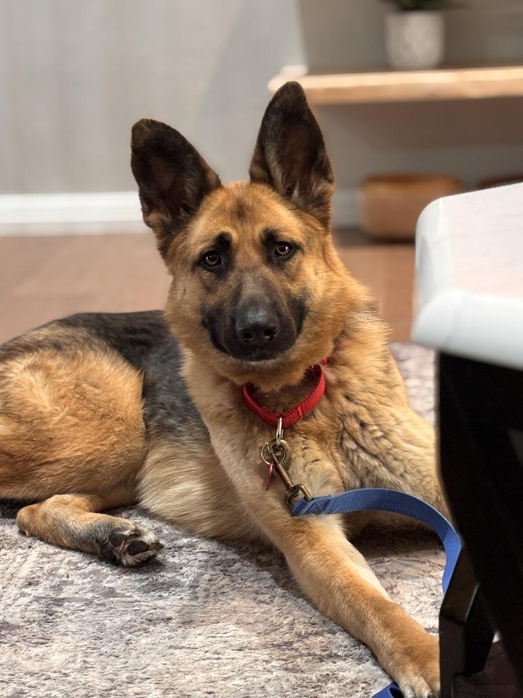 Enlarge June C, a Adoptable German Shepherd Dog in Suamico, WI image 3/4