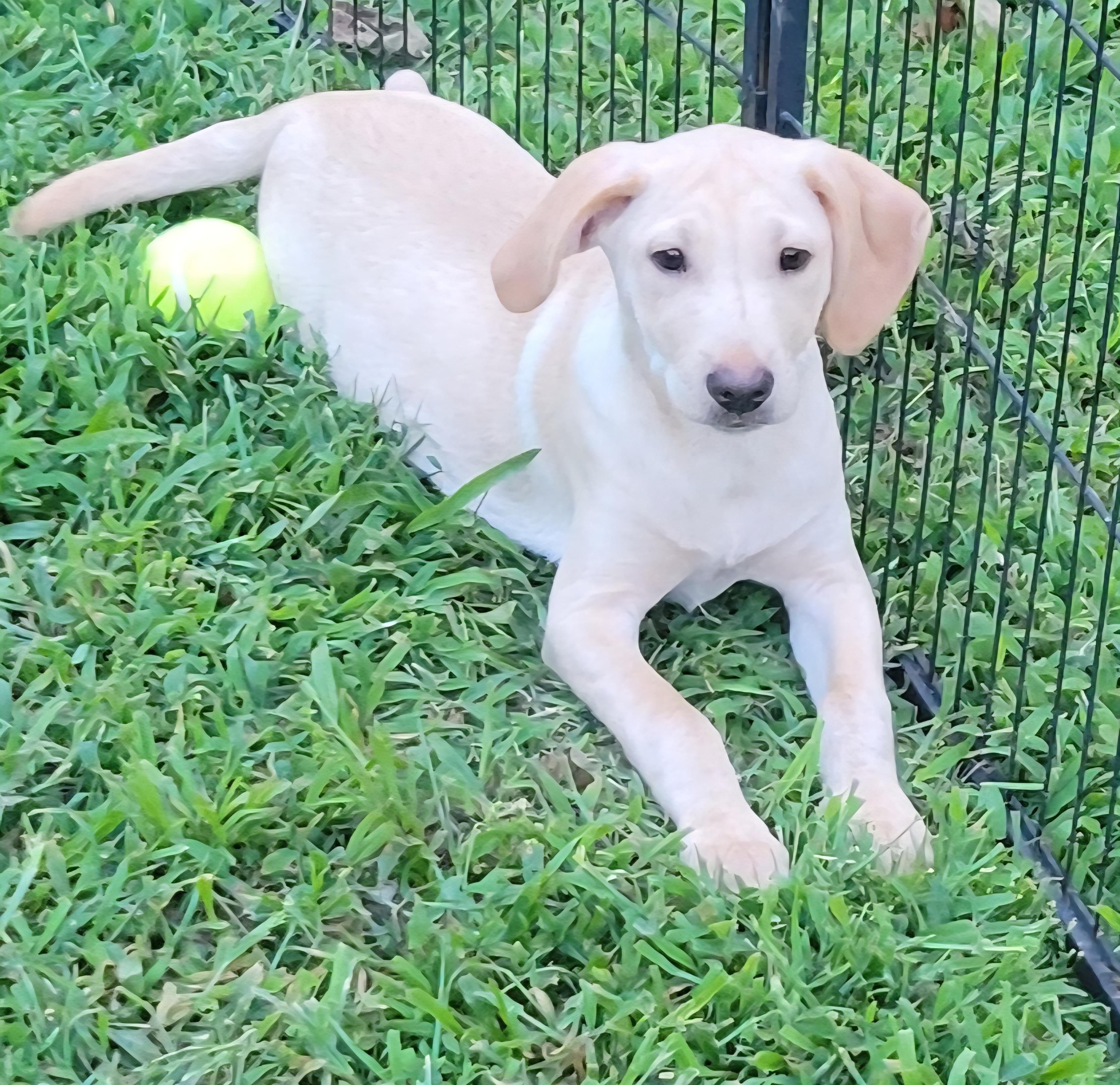 Sorbet, an adopted mixed breed in Elwood, NJ image 3/6