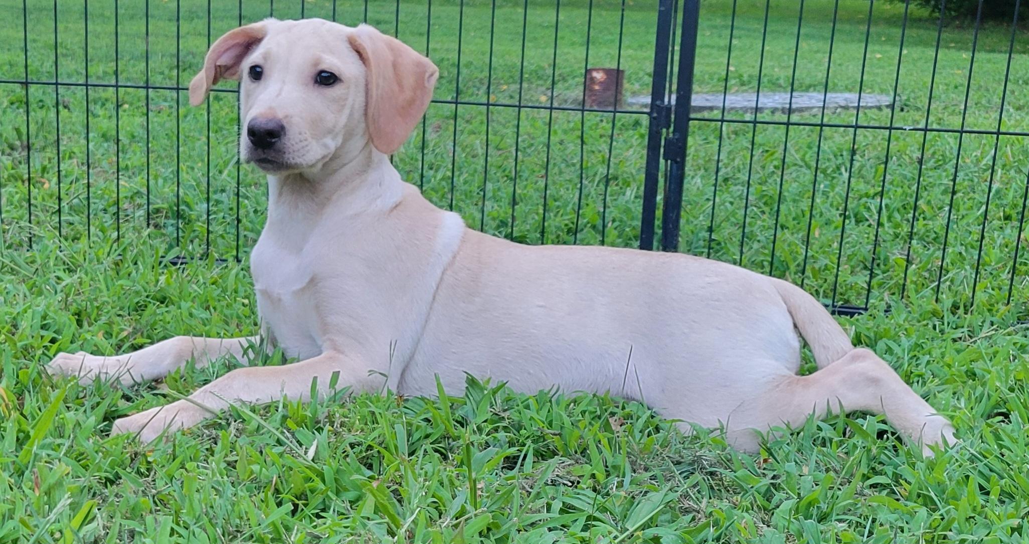 Sorbet, an adopted mixed breed in Elwood, NJ image 5/6
