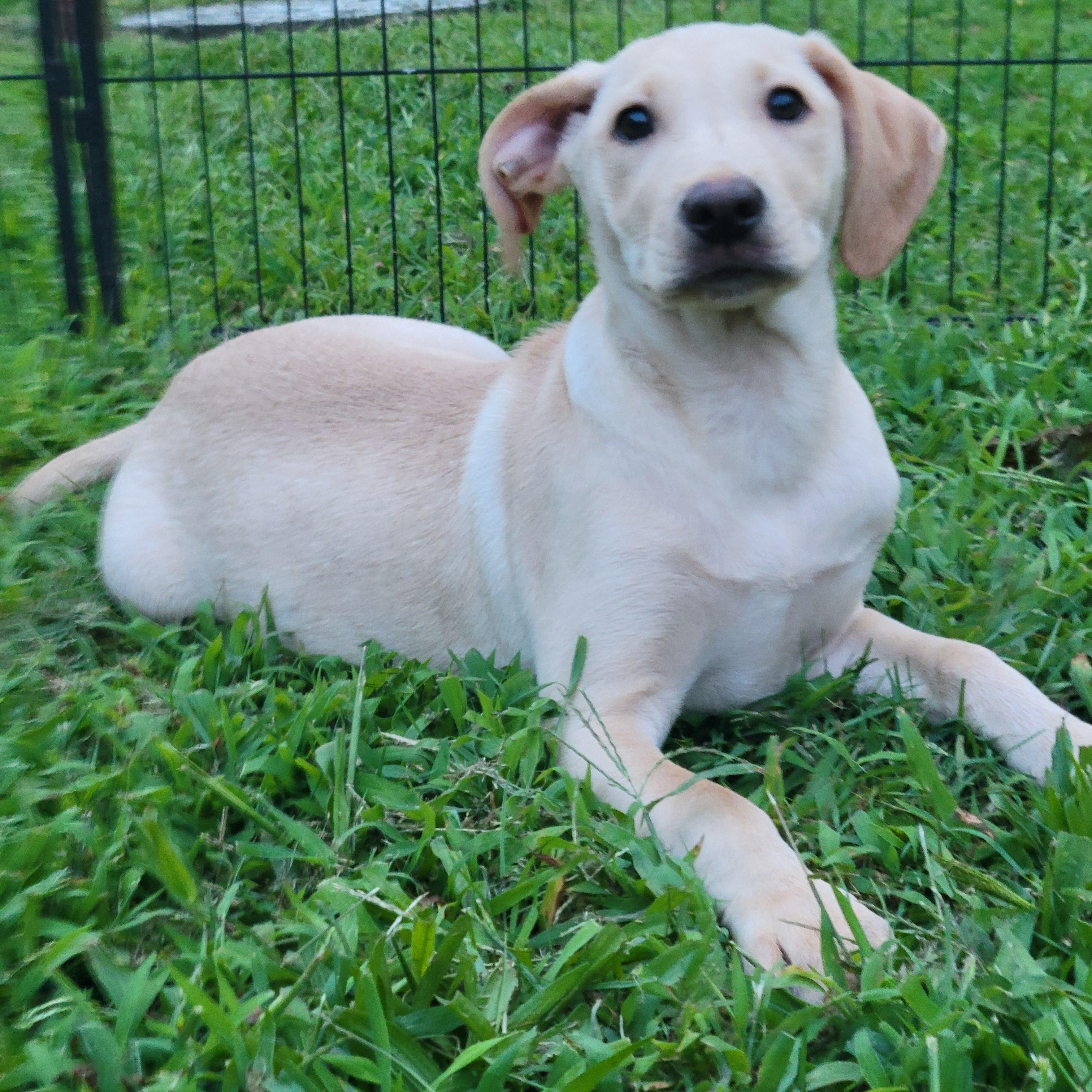 Sorbet, adopted, Puppy Female Labrador Retriever.