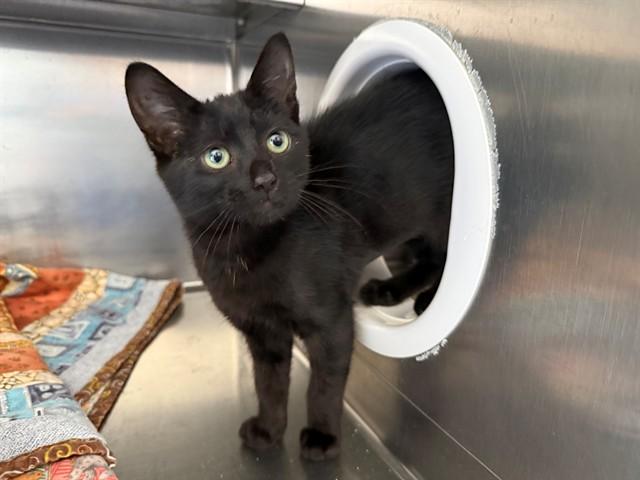 CARNATION, Adoptable, Kitten Female Domestic Short Hair.