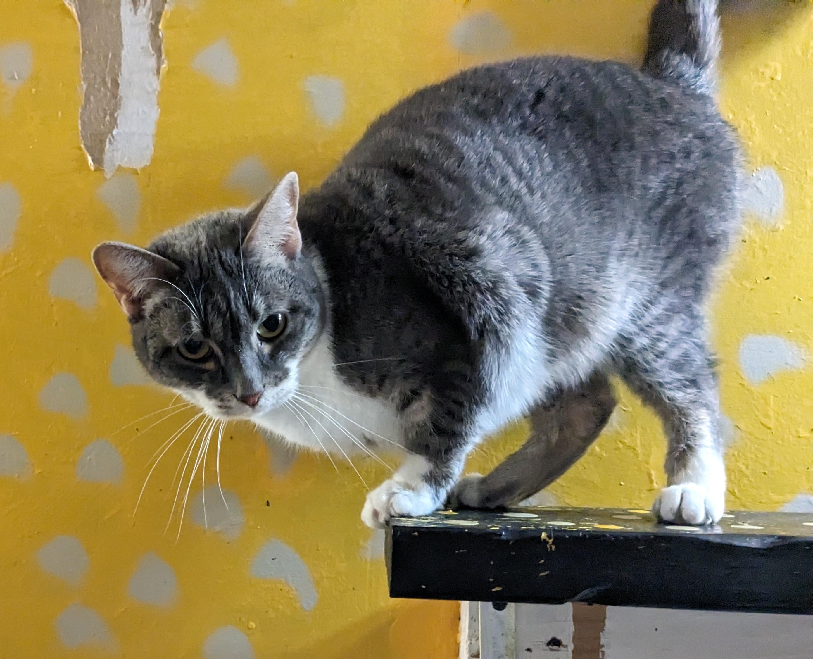 Brinley, Adoptable, Adult Female Domestic Short Hair.