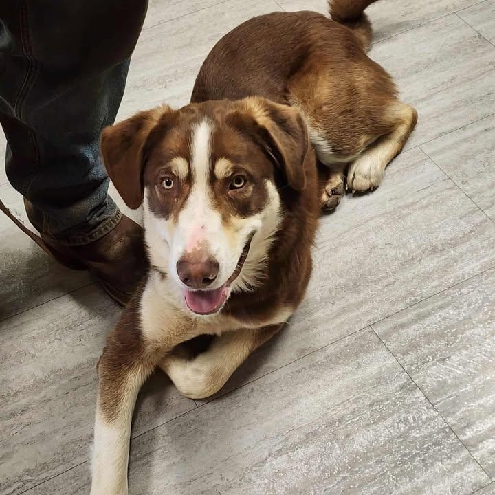 Enlarge Dante, a Adoptable Australian Shepherd in Redding, CA image 1/1