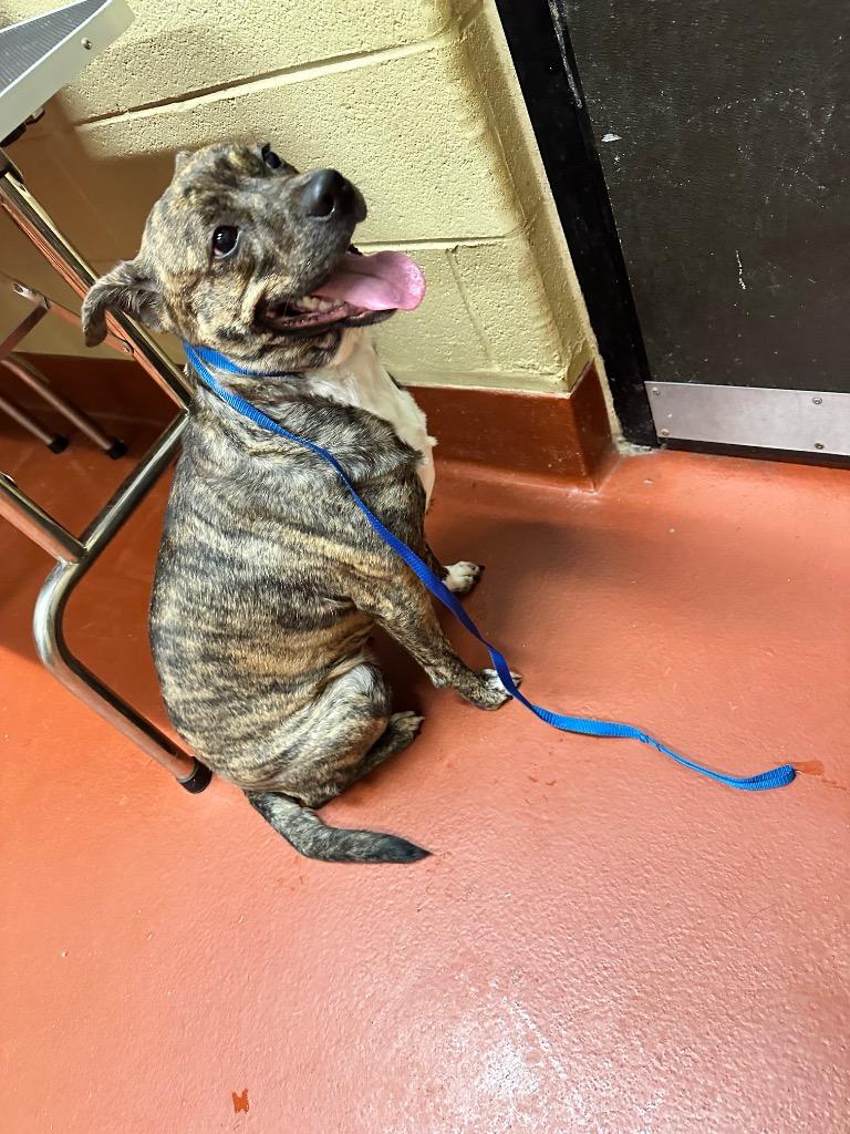 Enlarge Bailey, a Adoptable mixed breed in Douglasville, GA image 2/6