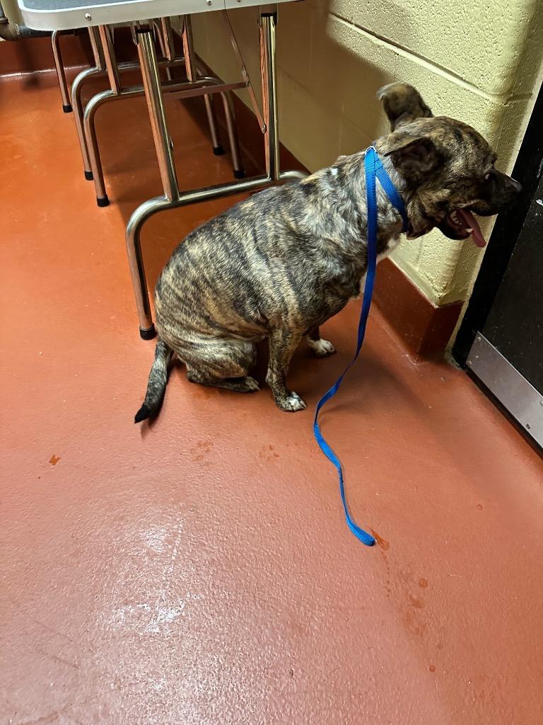 Enlarge Bailey, a Adoptable mixed breed in Douglasville, GA image 3/6