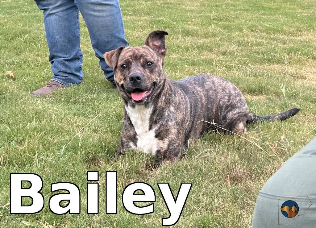 Enlarge Bailey, a Adoptable mixed breed in Douglasville, GA image 4/6