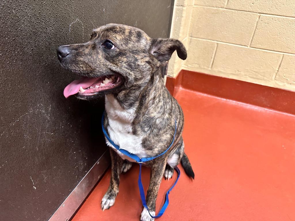 Enlarge Bailey, a Adoptable mixed breed in Douglasville, GA image 5/6