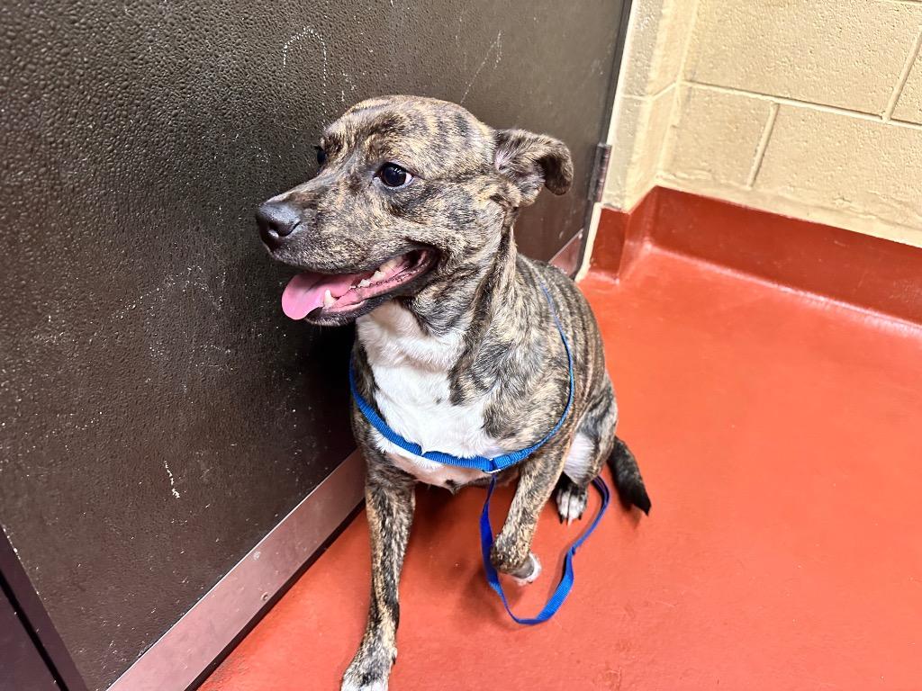 Enlarge Bailey, a Adoptable mixed breed in Douglasville, GA image 6/6