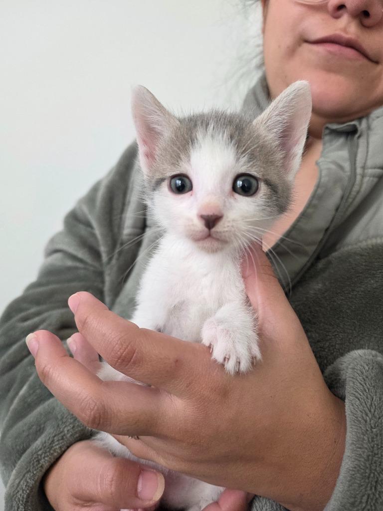 Piston, Adoptable, Kitten Male Domestic Short Hair.
