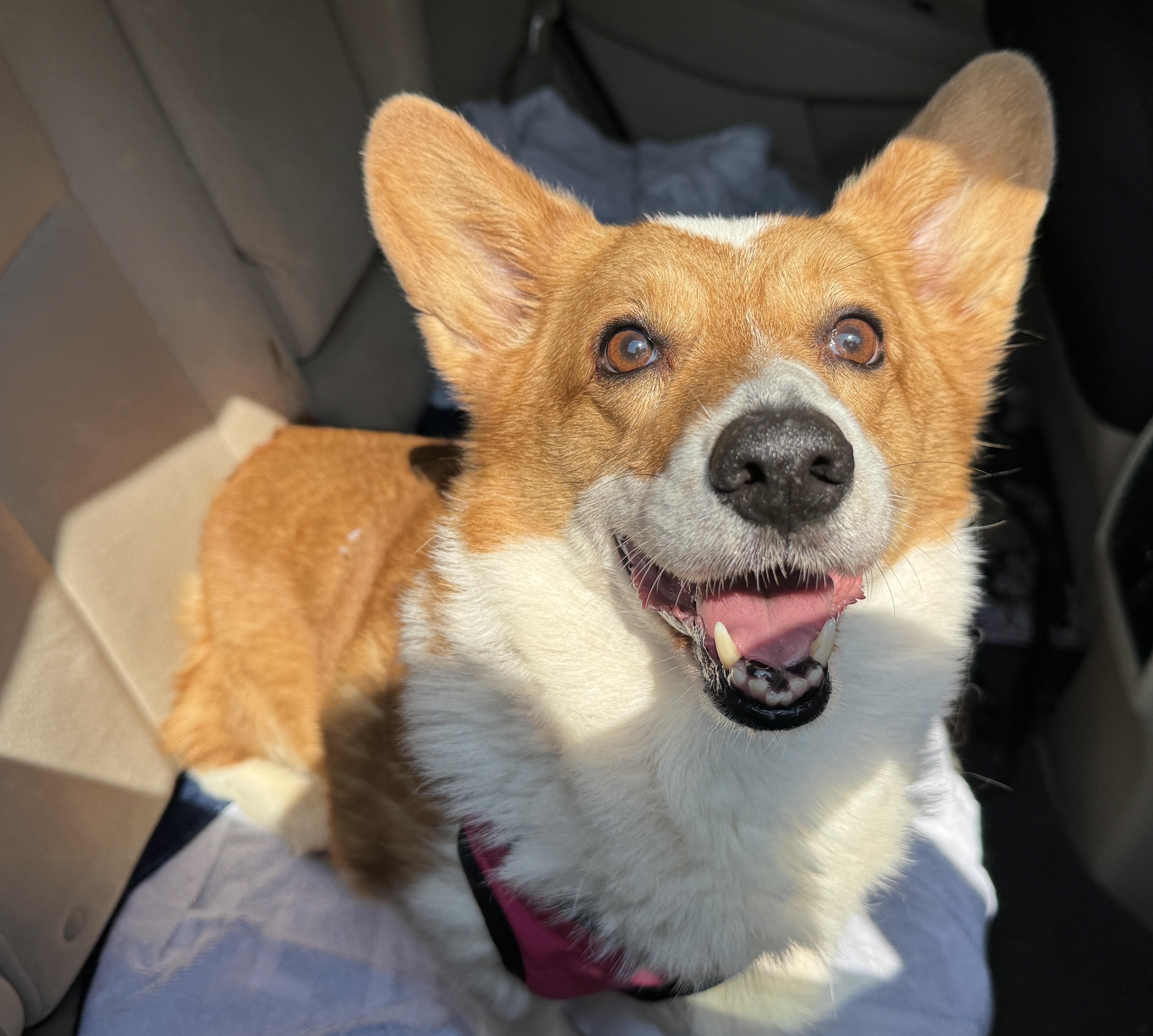Enlarge Simon, an adopted Cardigan Welsh Corgi in Navarre, FL image 2/4