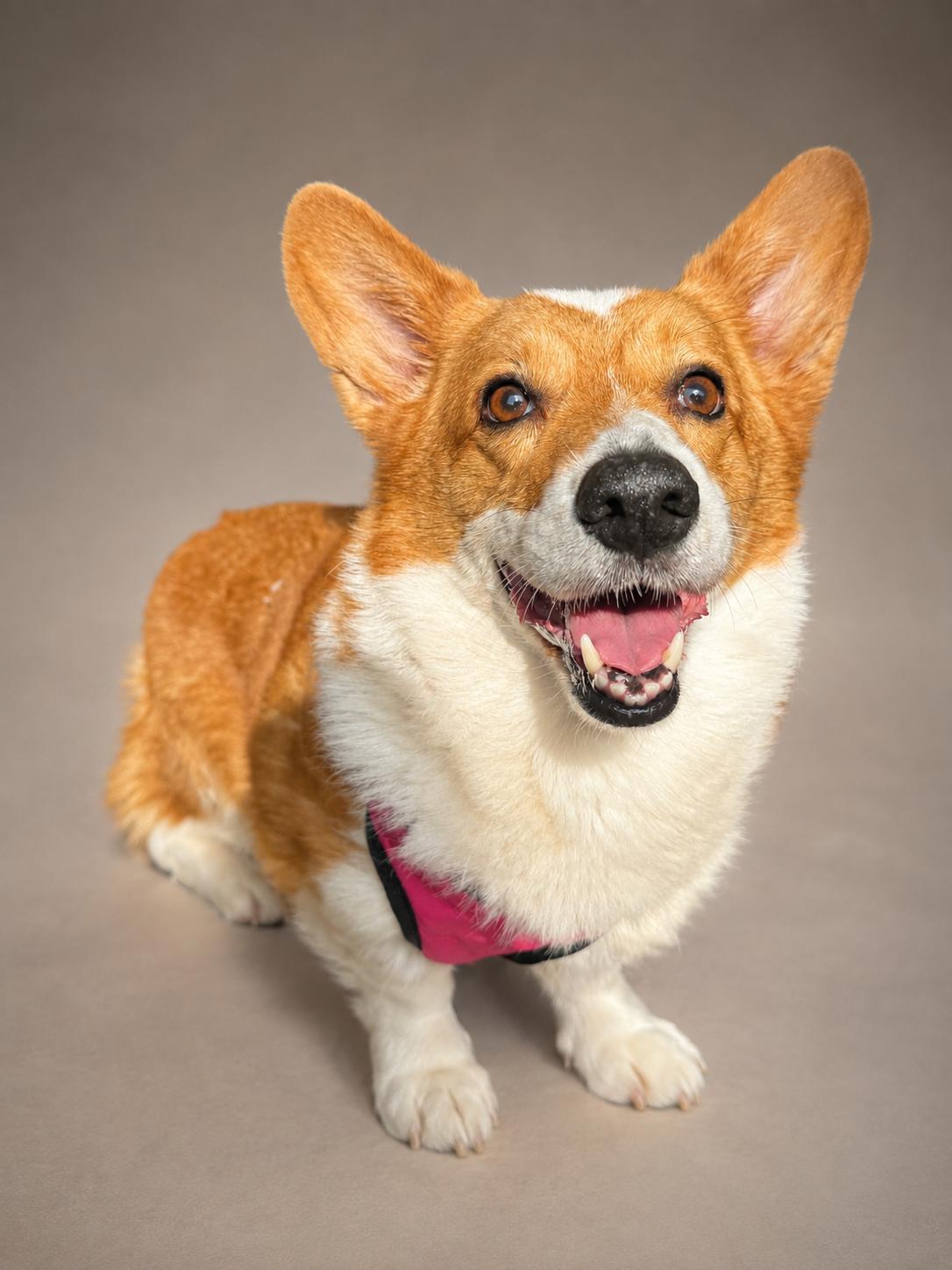 Simon, adopted, Adult Male Cardigan Welsh Corgi.