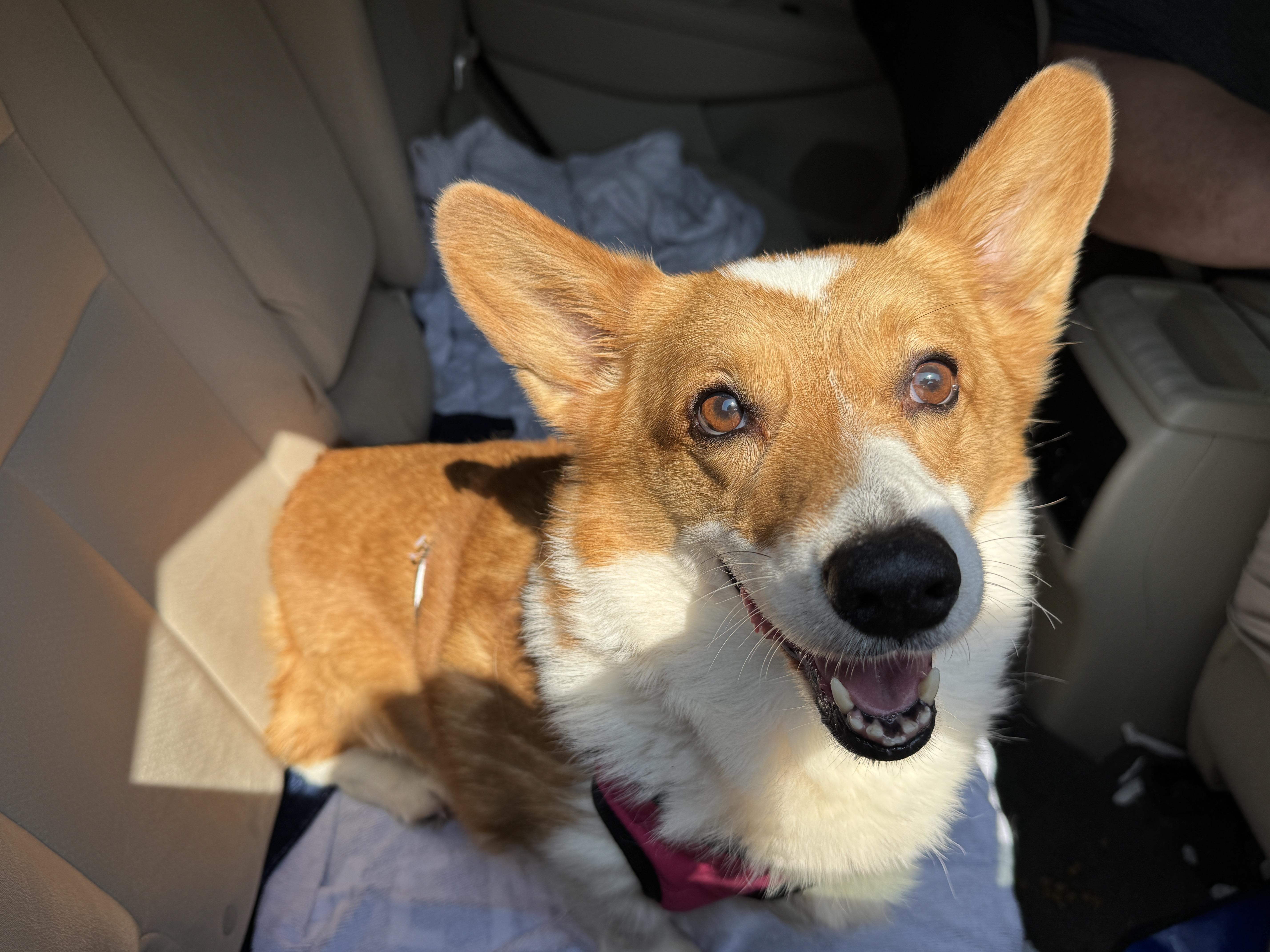 Enlarge Simon, an adopted Cardigan Welsh Corgi in Navarre, FL image 4/4
