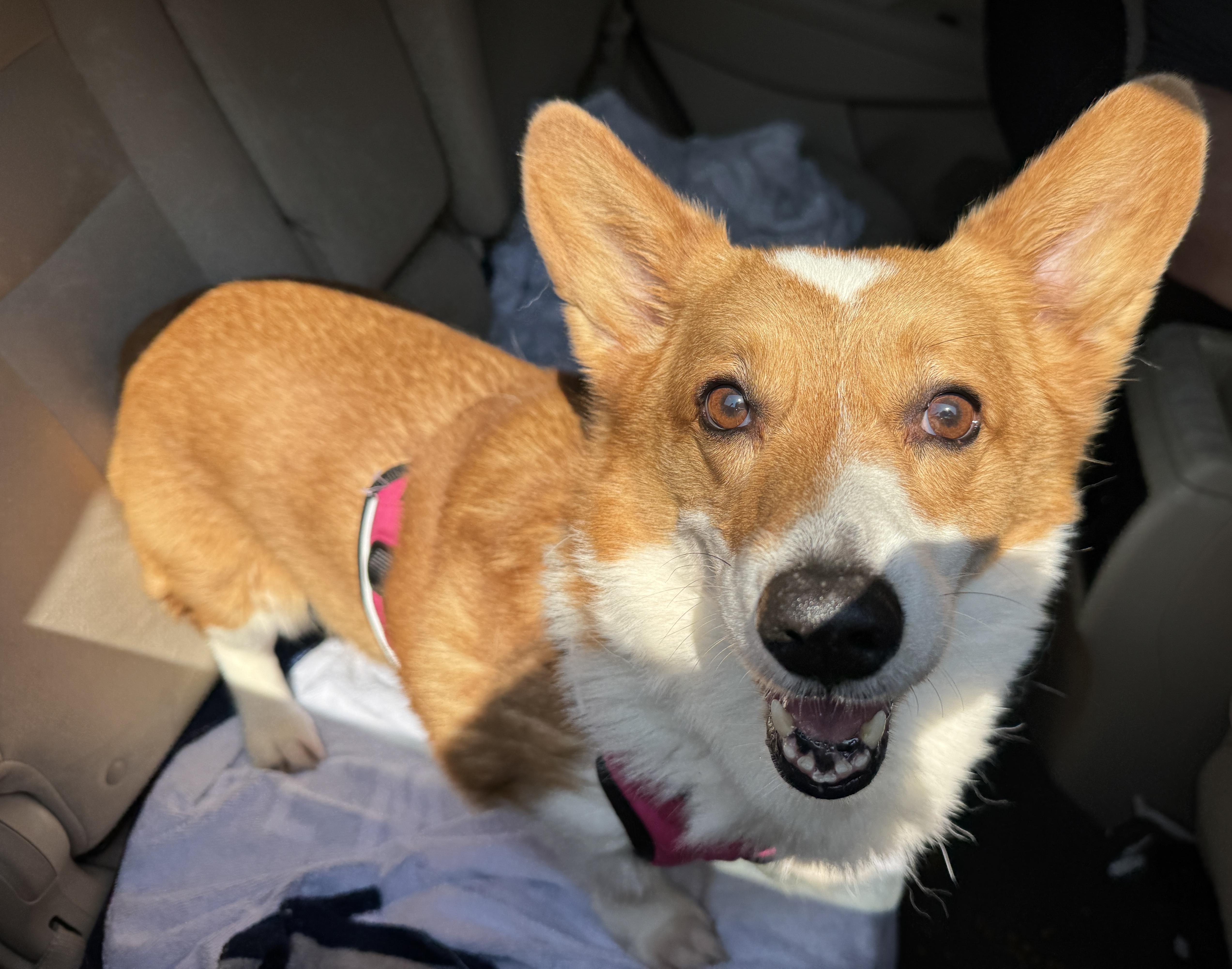 Enlarge Simon, an adopted Cardigan Welsh Corgi in Navarre, FL image 3/4